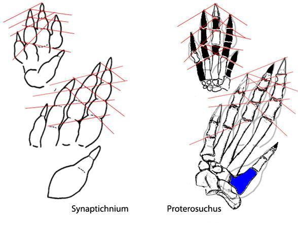   (Proterosuchus)   