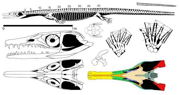    (Askeptosaurus italicus)