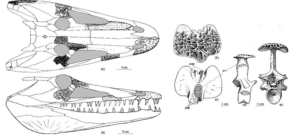     (Chroniosuchia)