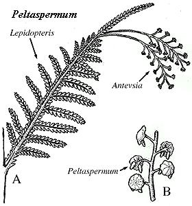     Peltaspermum