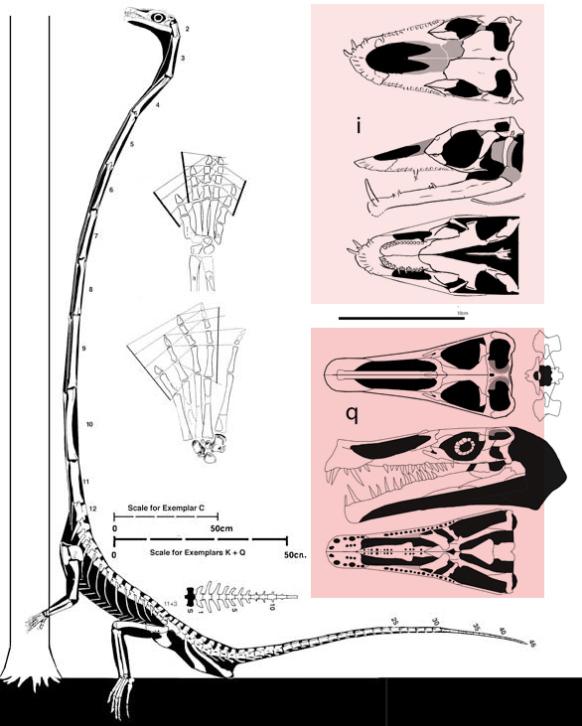 ,   (Tanystropheus)