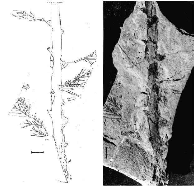     (Dicroidium)