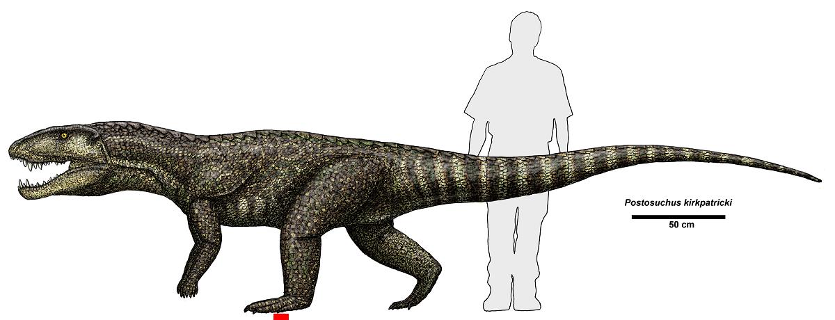   (postosuchus kirkpatricki)