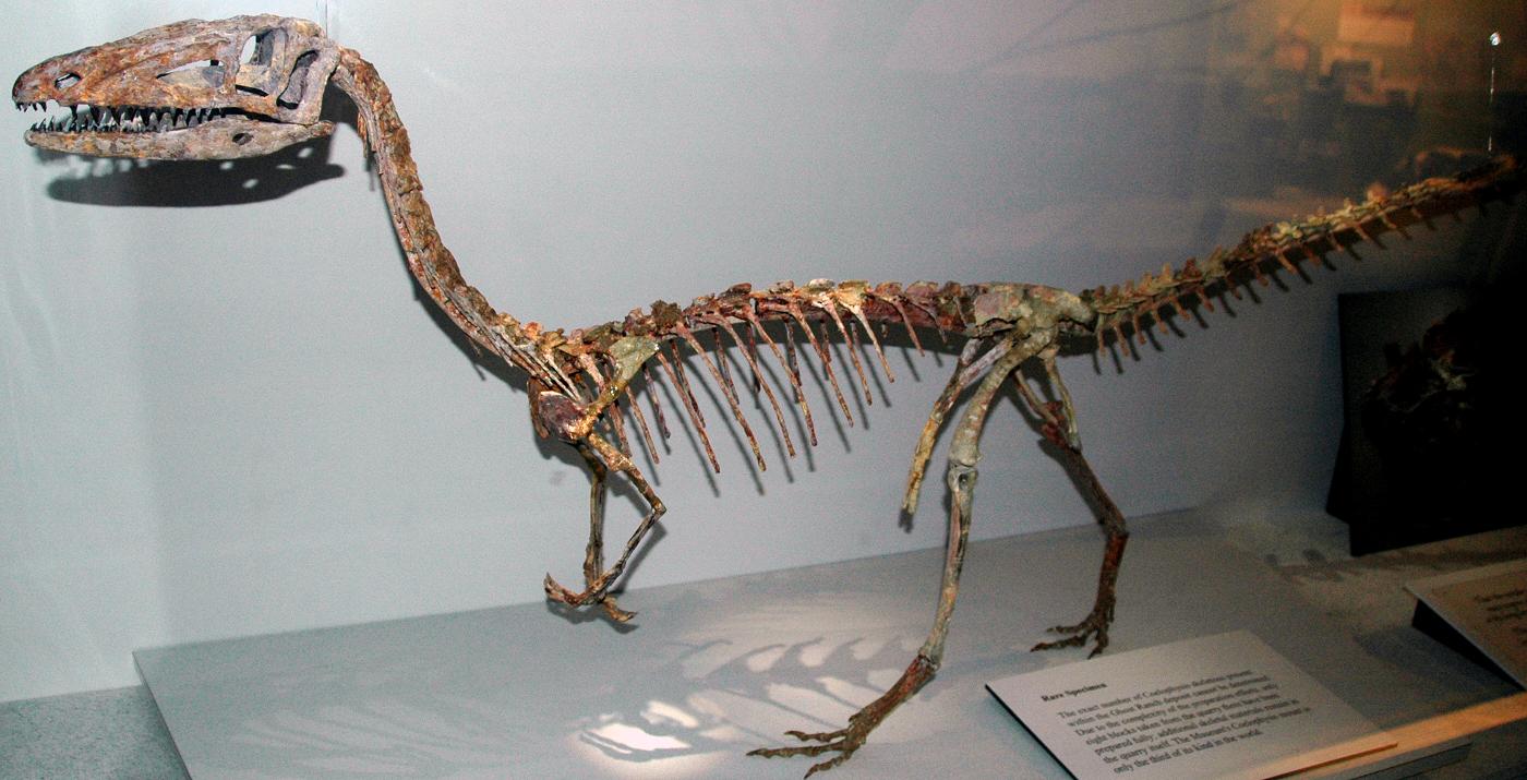    (Coelophysis)