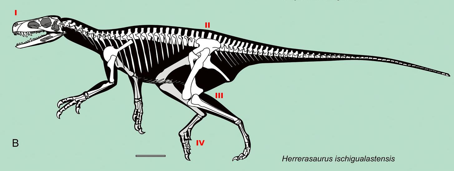   Herrerasaurus ischigualastensis