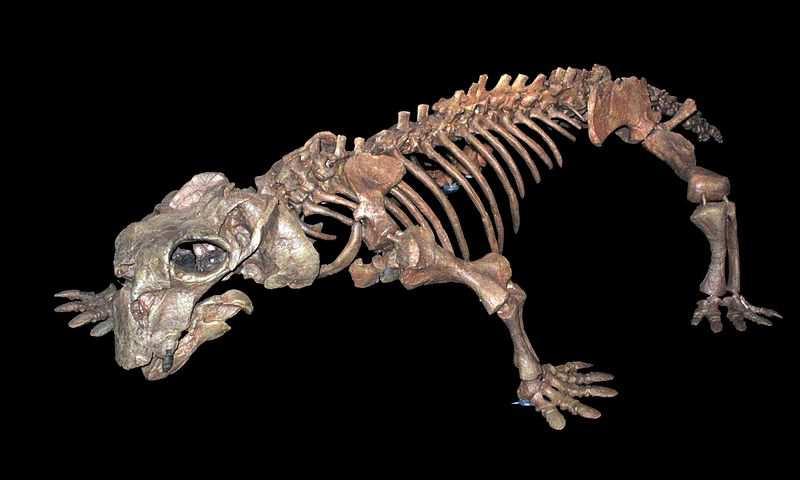   (Lystrosaurus hedini)