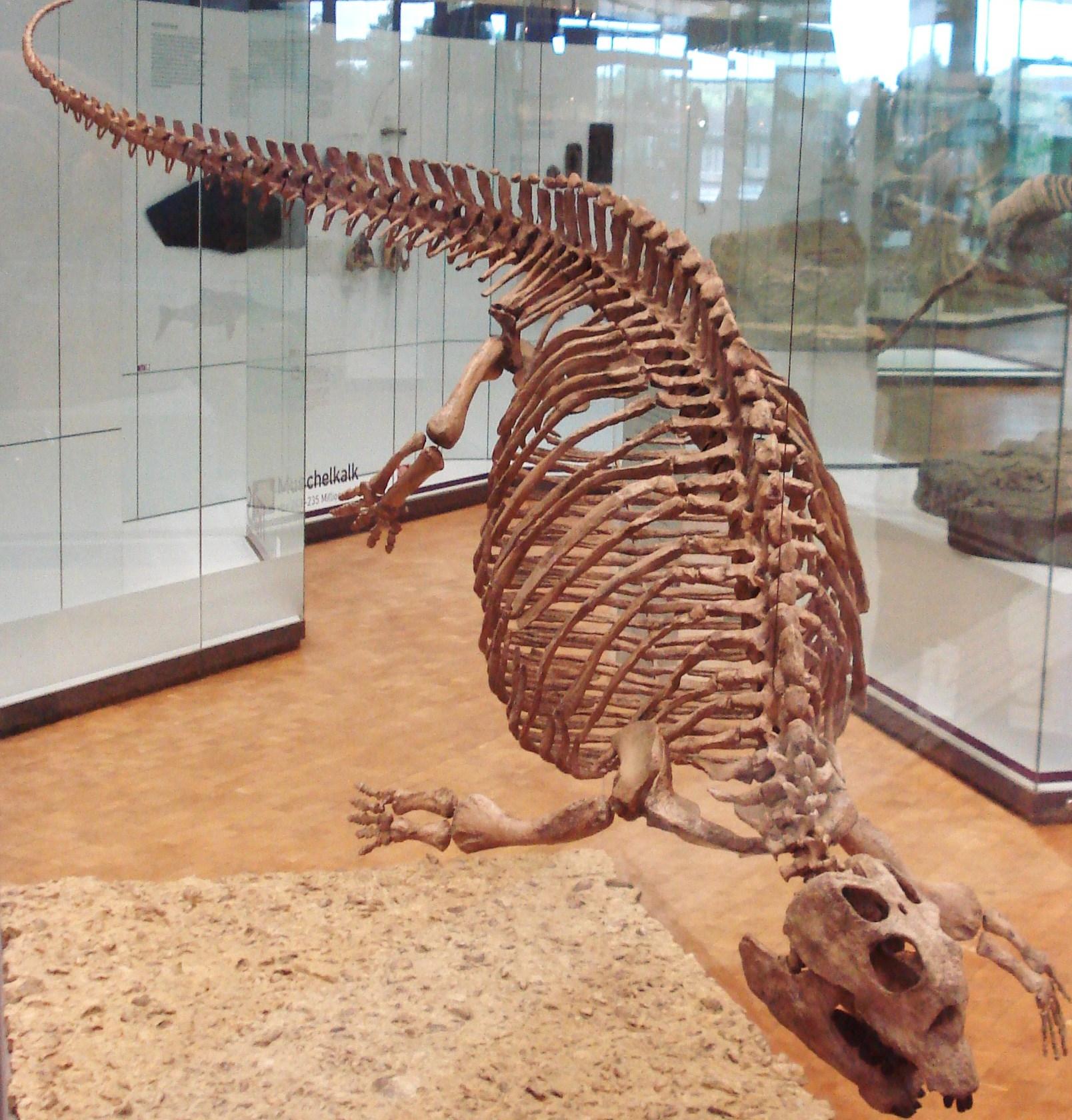   (Placodus)