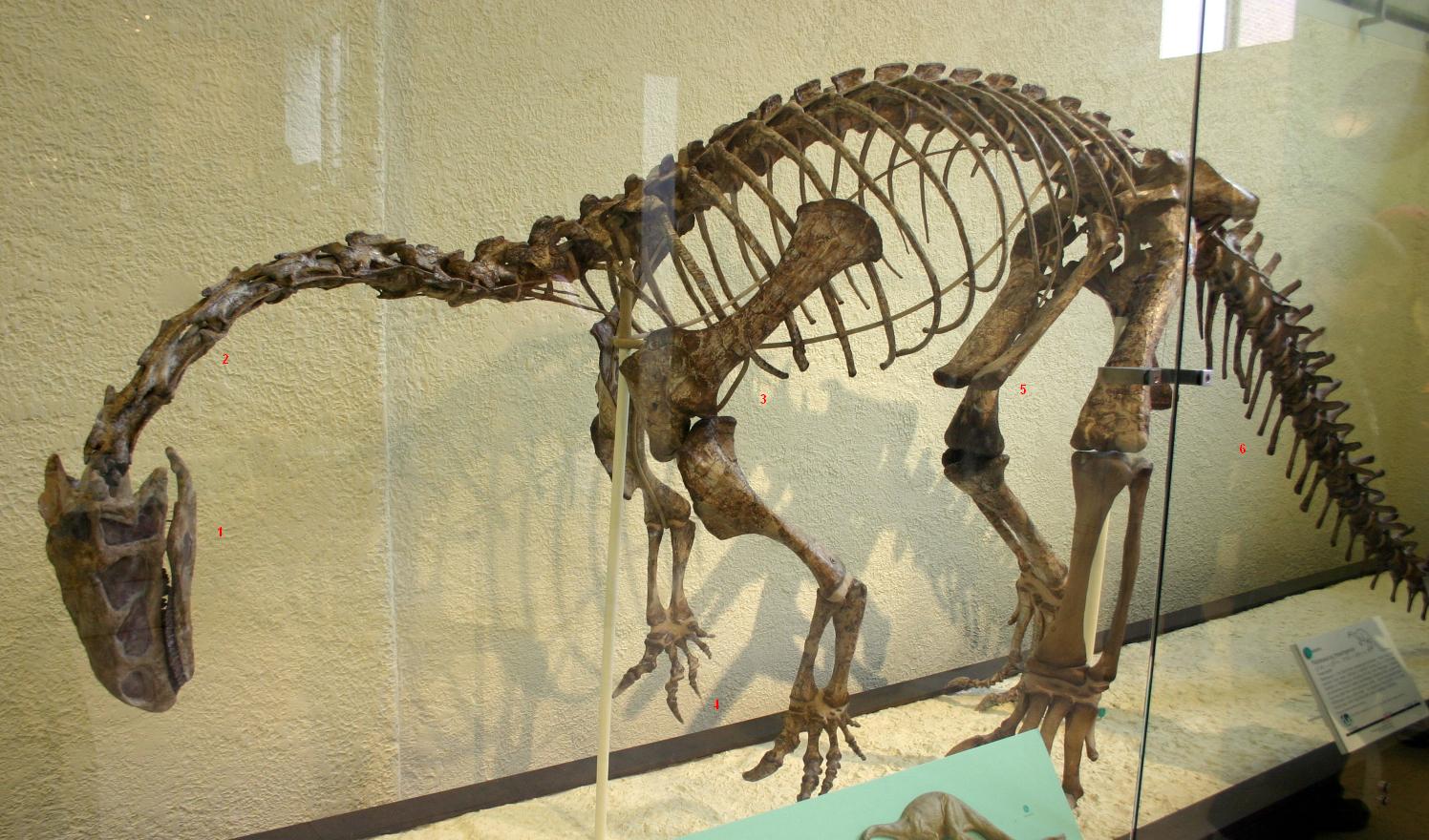   Plateosaurus trossingensis