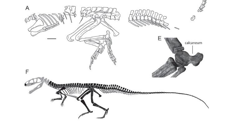   Poposaurus gracilis.