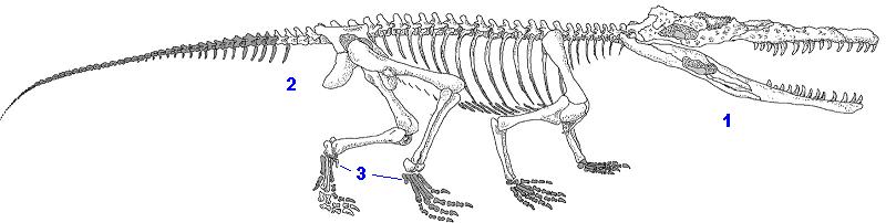    Proterochampsa