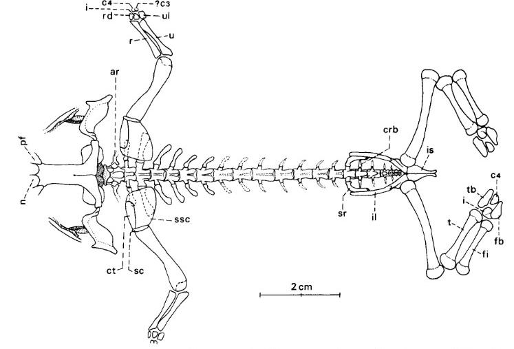   Triadobatrachus massinoti