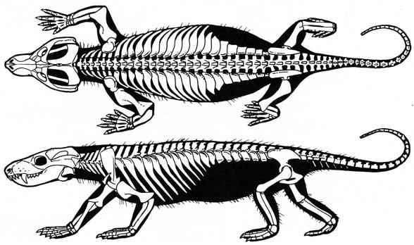   Thrinaxodon