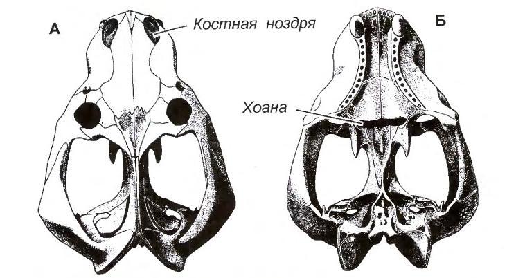   Belesodon magnificus