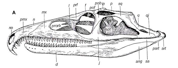   (chasmatosaurus)  