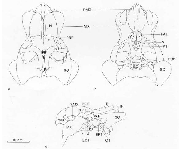   Kannemeyeria cristarhindus