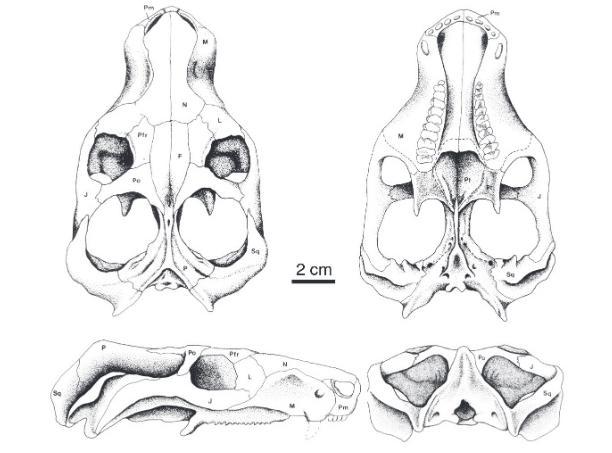   Massetognathus ochagaviae