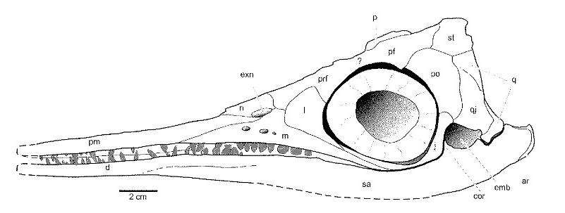   (Mixosaurus)