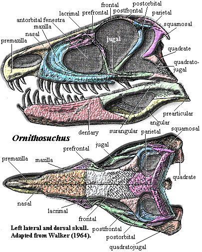   (Ornithosuchus)