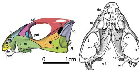   (Phonodus)