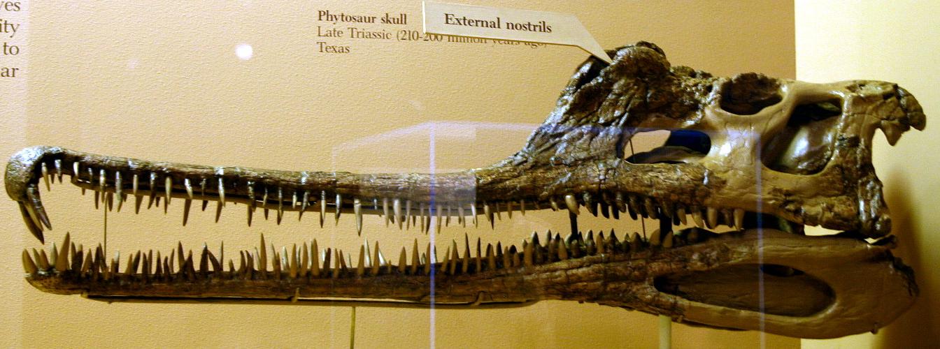   (Phytosaur)