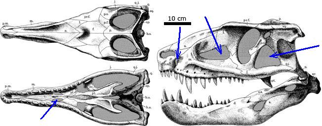   (stosuchus)