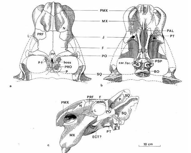   Rechnisaurus cristarhindus