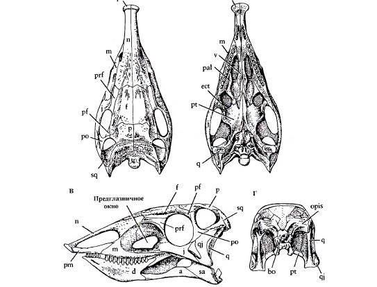    (Stagonolepis robertsoni)