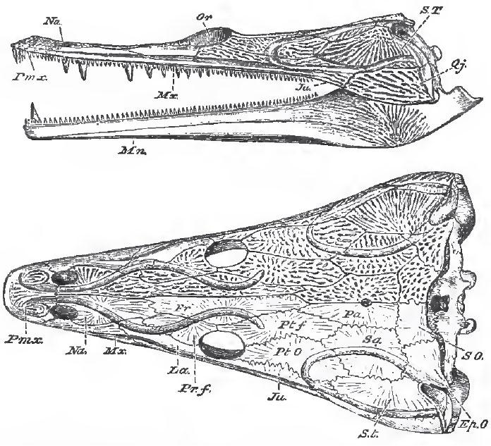    (Trematosaurus)